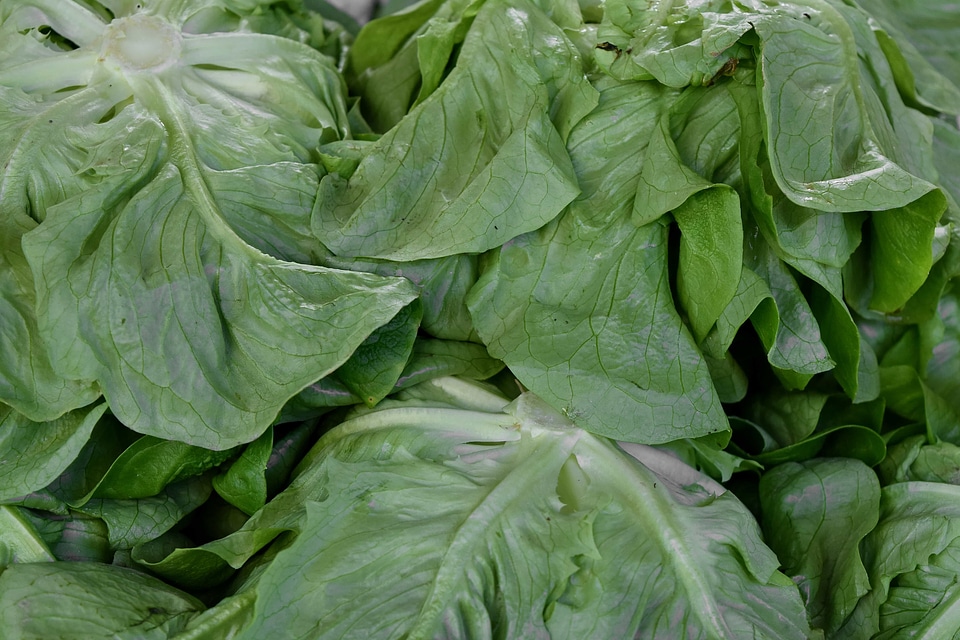 Vegetable leaf cabbage