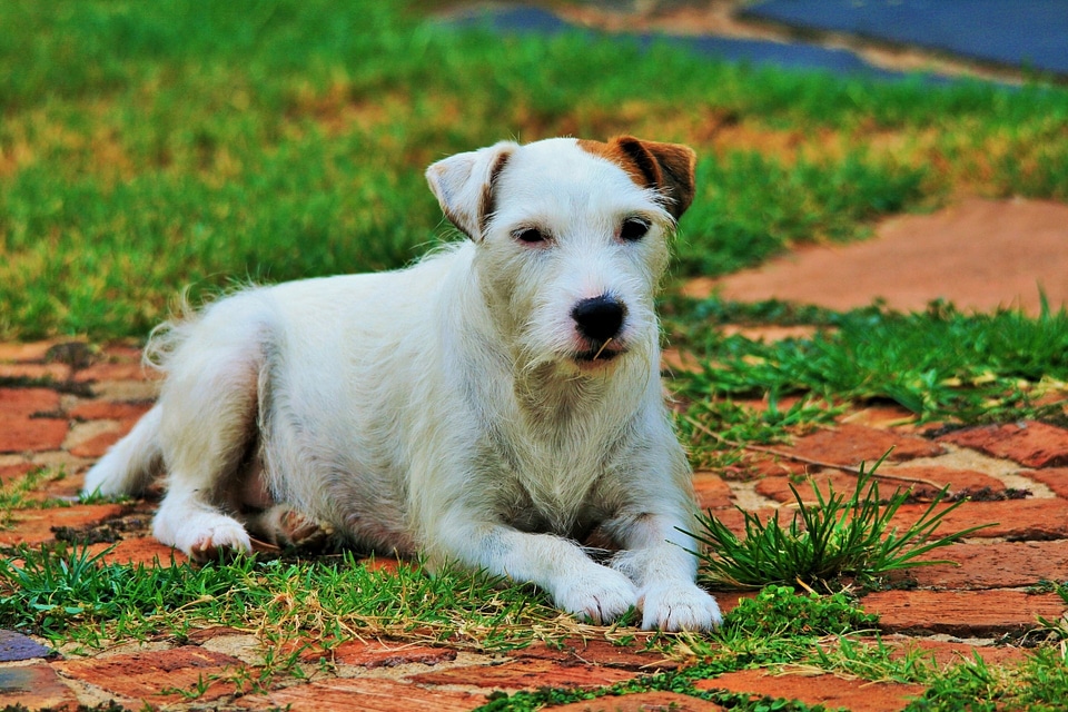 White animal cute