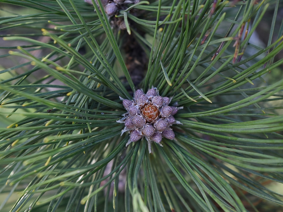 Conifer pine evergreen