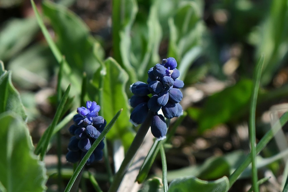 Flora nature grape hyacinth