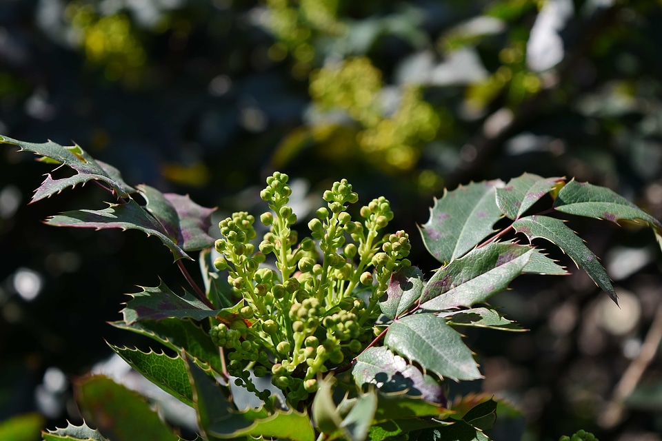 Nature leaf flora