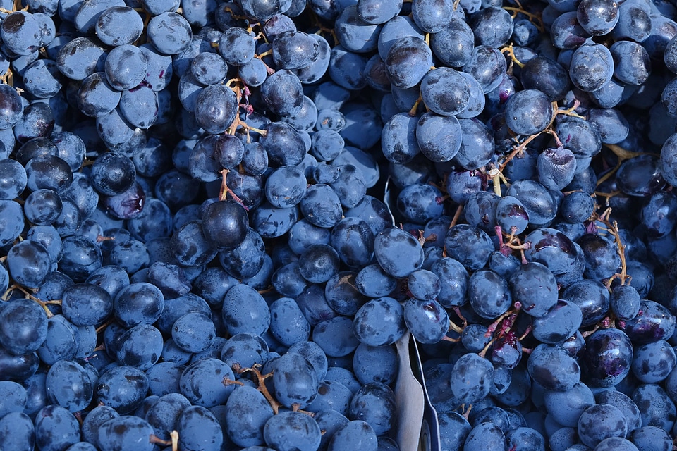 Organic purple grape