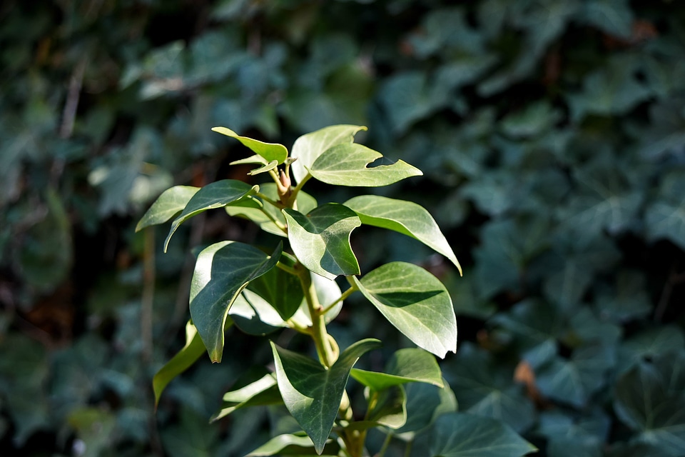Green Leaves leaves leaf