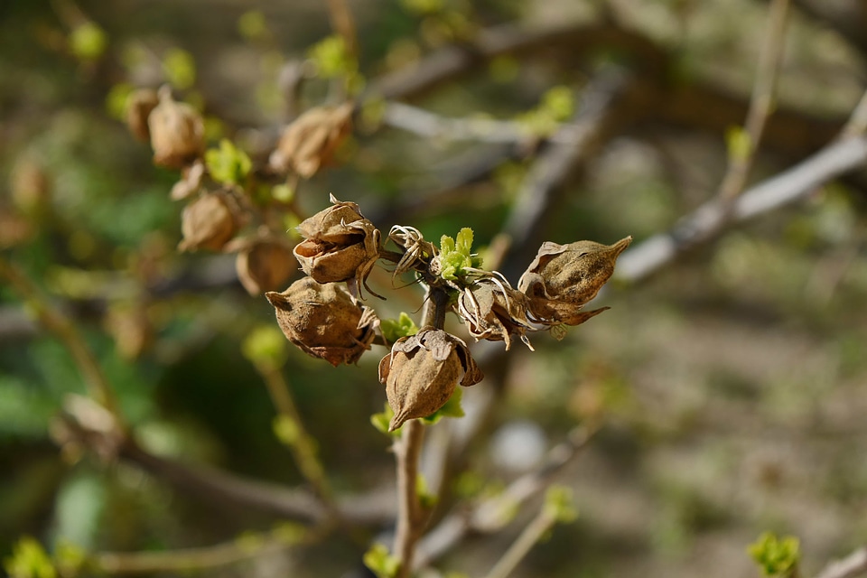Leaf nature outdoors