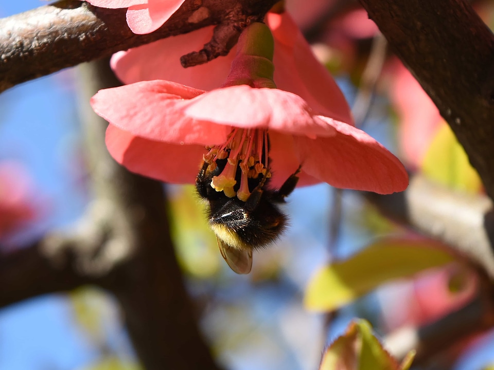 Bumblebee insect arthropod