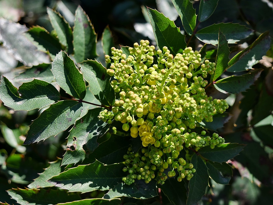 Leaf tree shrub photo