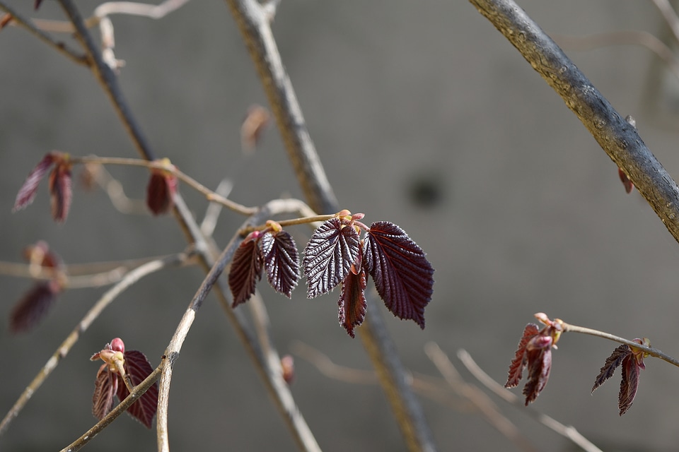 Branches spring time branch