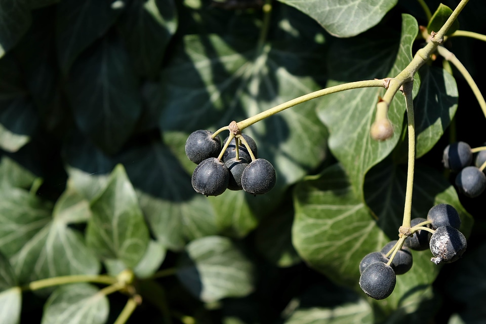 Vineyard leaf berry