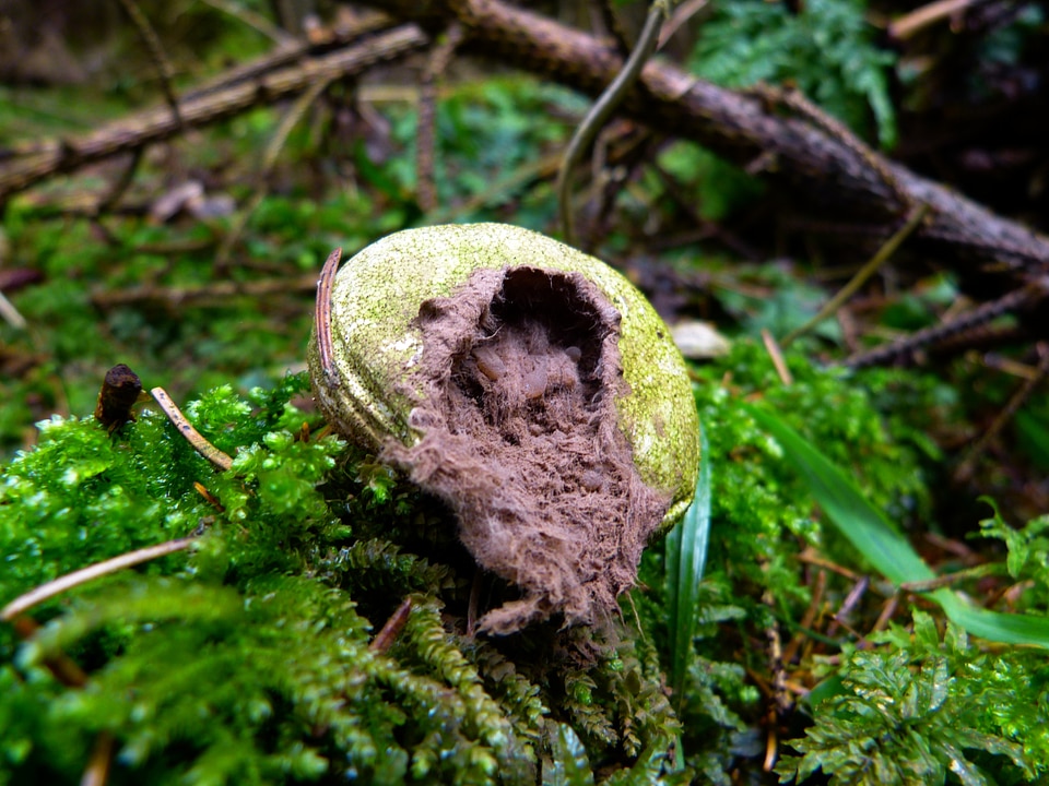 Spores plant forest