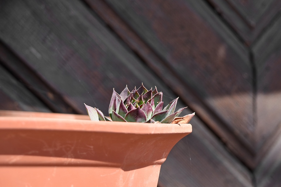 Pottery still life flower