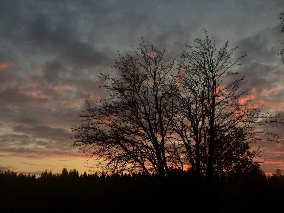 Silhouette trees dusk