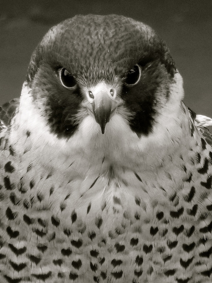 Bird nature feather