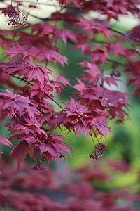 Plant nature leaf