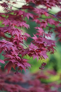 Plant nature leaf photo