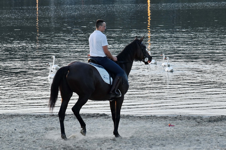 Beach horse lake