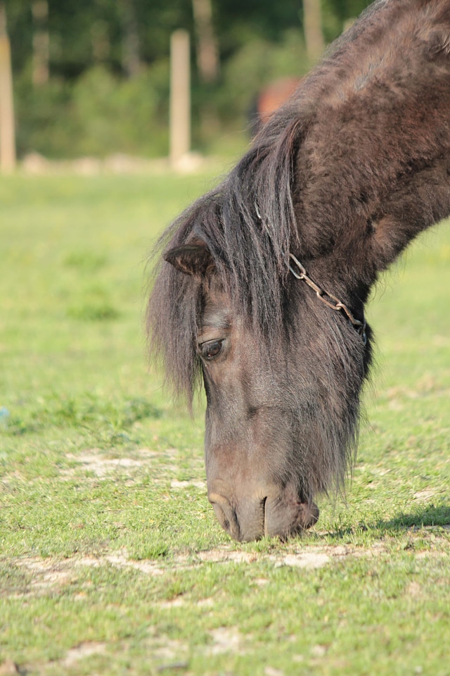 Pony hair ranch