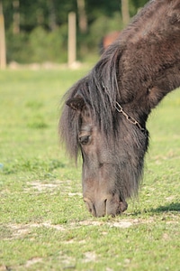 Pony hair ranch photo