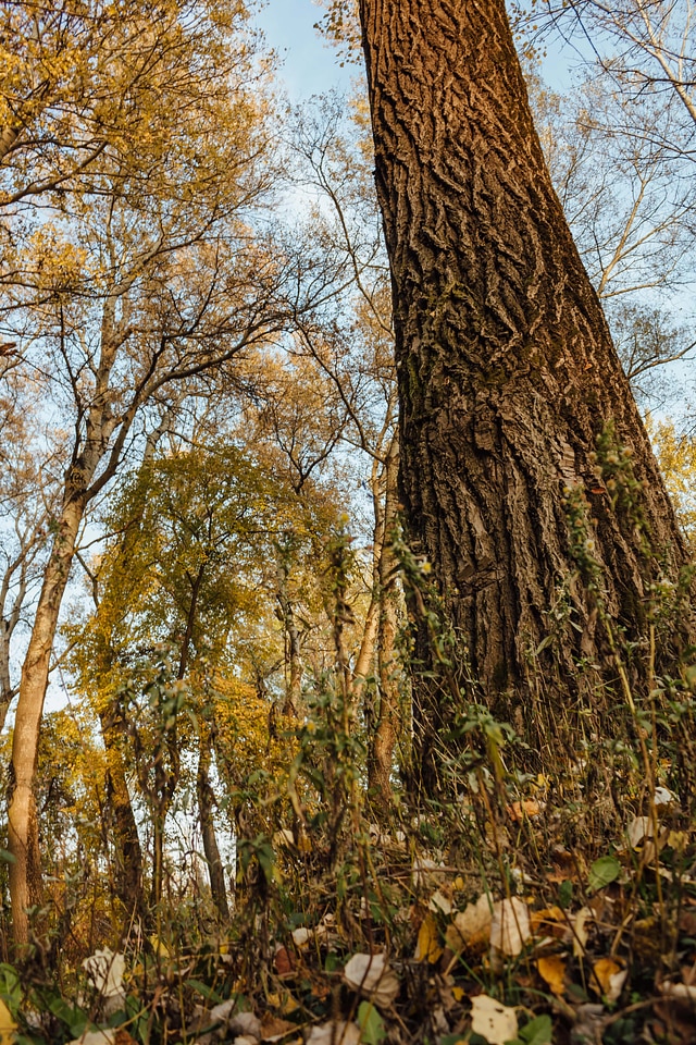 Trees tall vertical