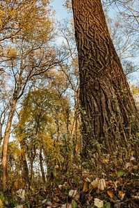 Trees tall vertical