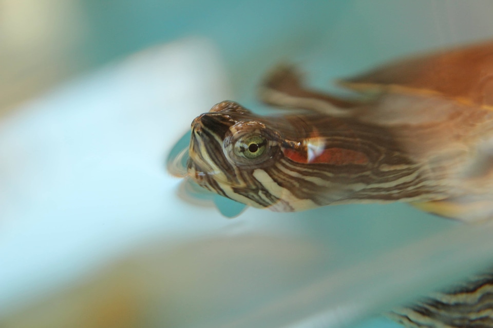 Turtle close-up head