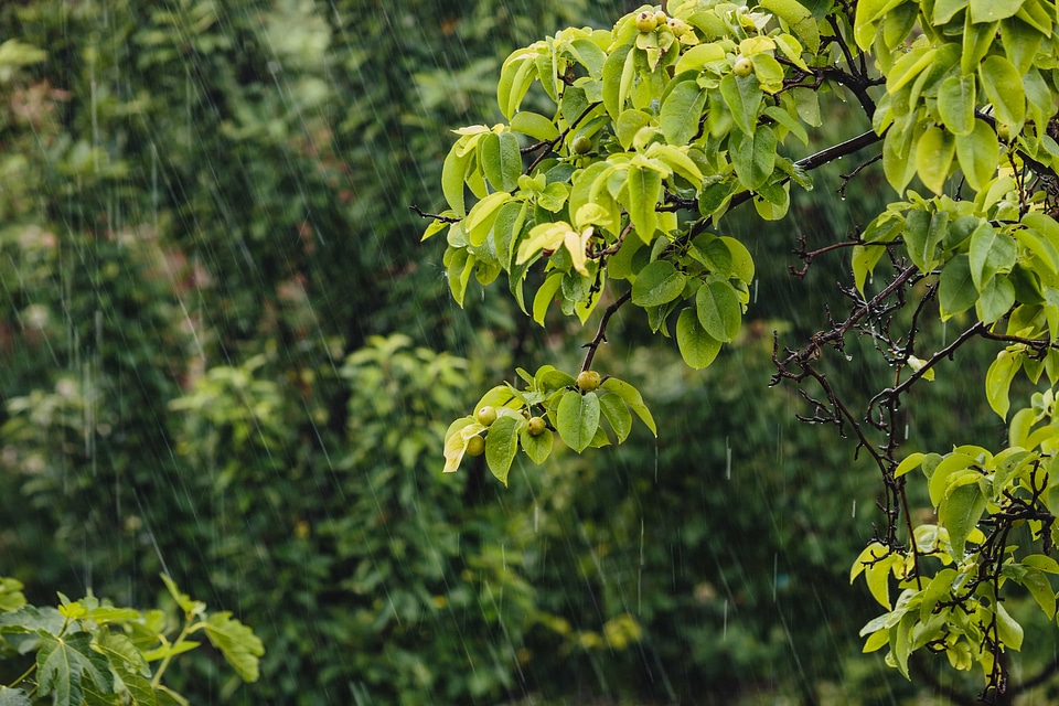 Bad Weather branch orchard