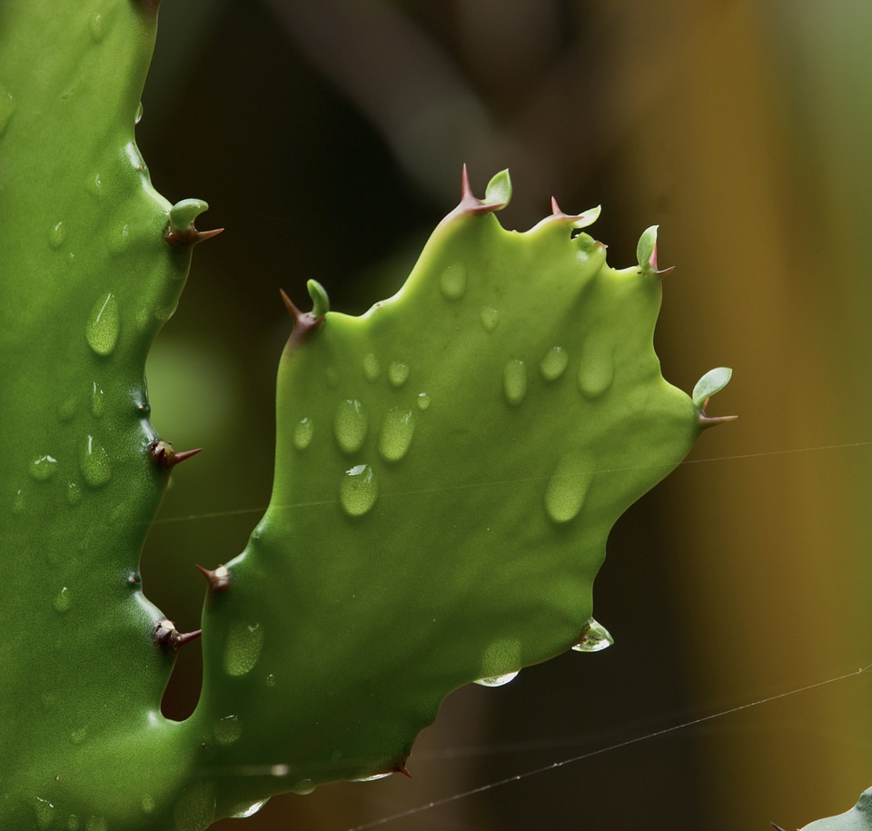 Cactus dew green leaves
