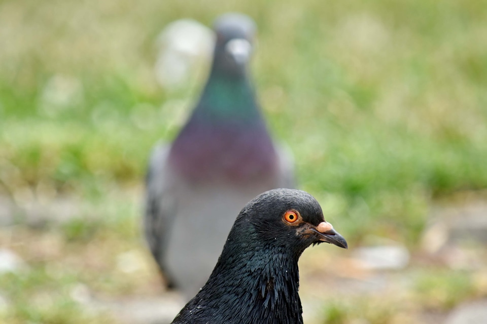 Focus head pigeon photo