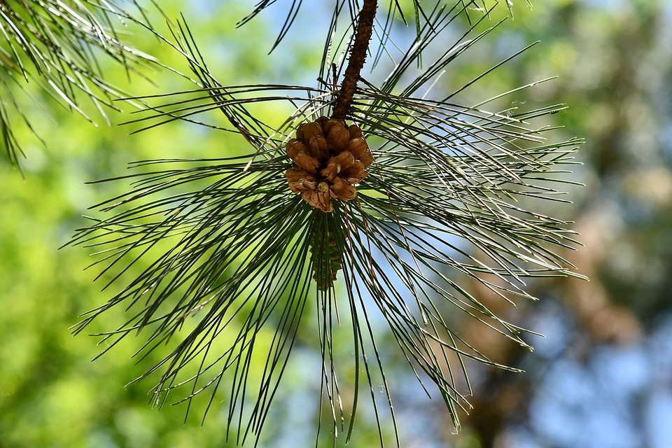 Branches conifers forest