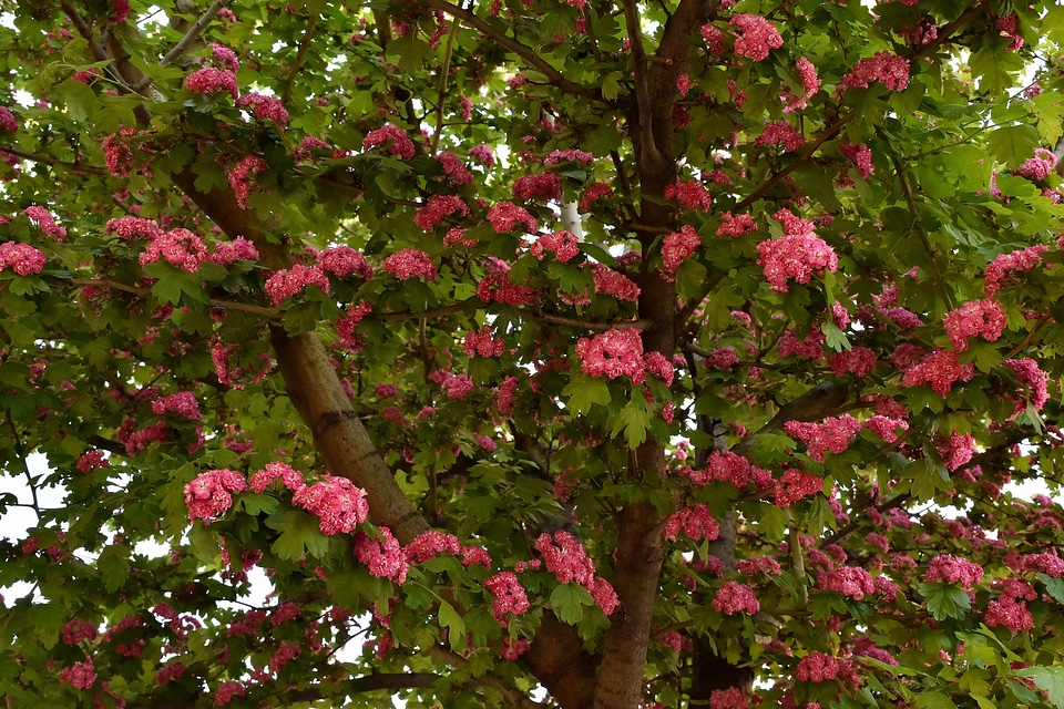 Branches flowers pinkish