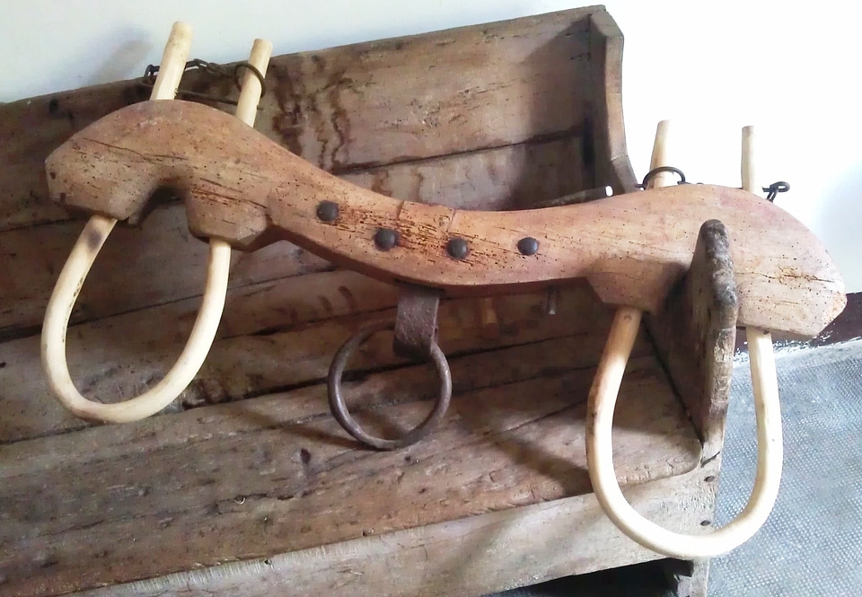 Control oxen bullocks