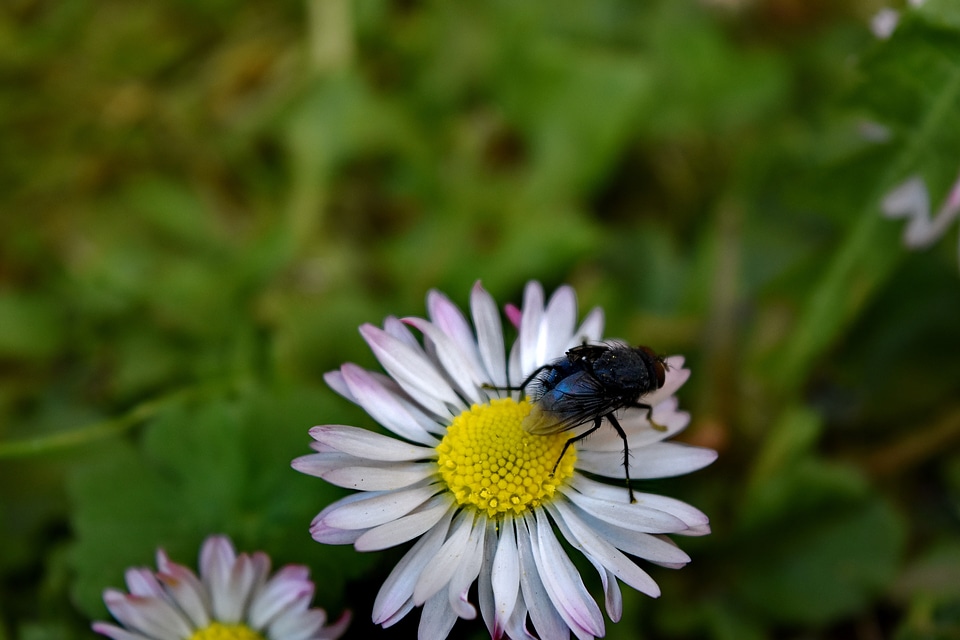 Animal close-up daisy