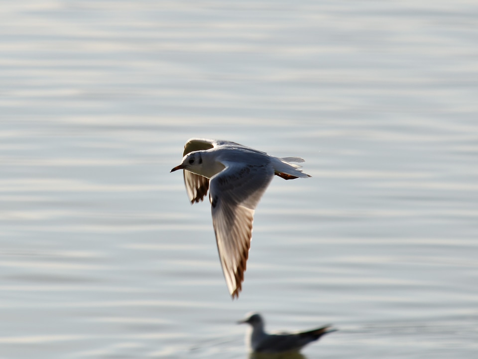 Migration movement overflight