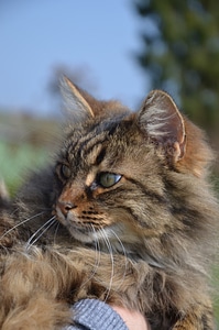 Longhair cat cat animal