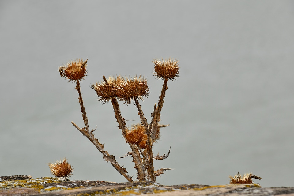 Dry Season herb nature