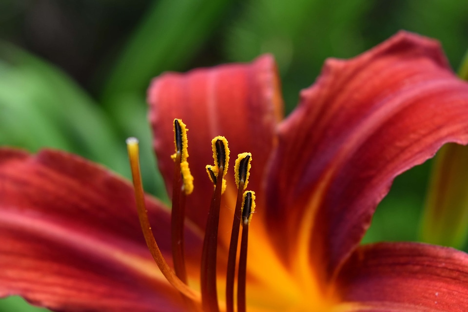 Close-Up macro photography