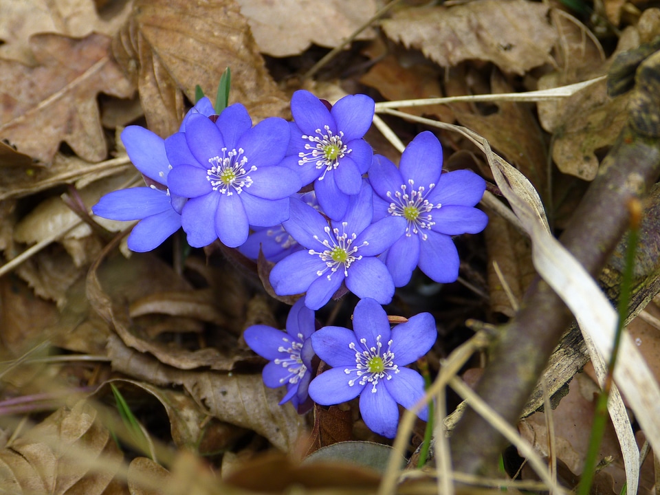 Hepatica nobilis ranunculaceae flower