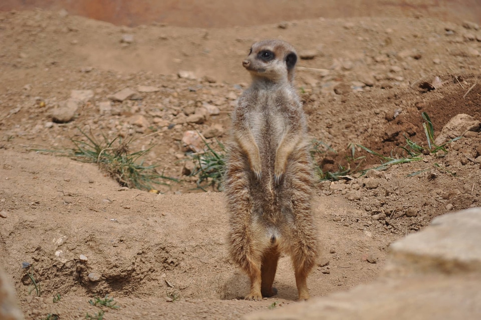 Animal savanna wilderness