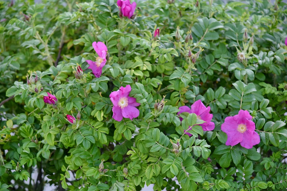 Wild Pink garden nature