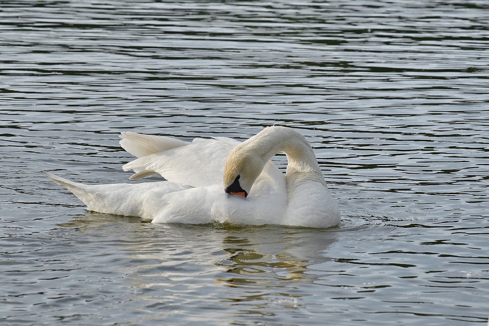 Feather swan swimming