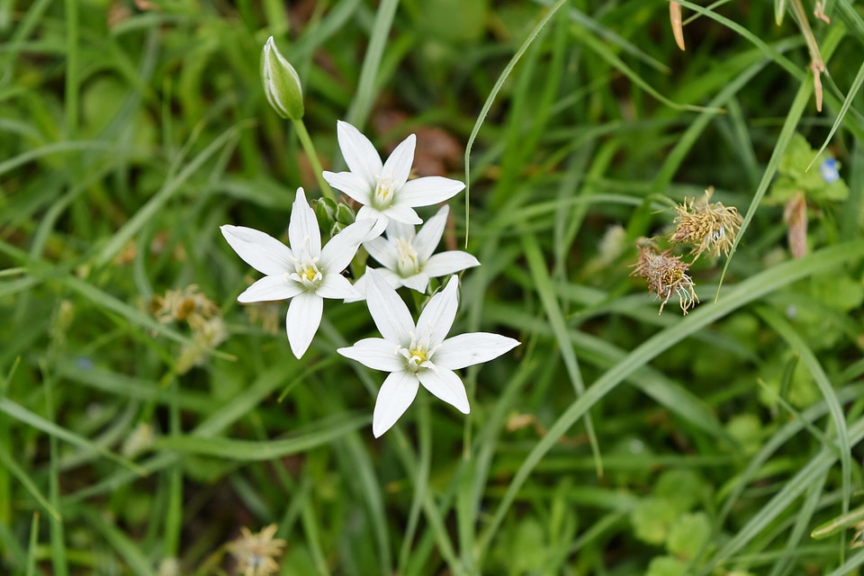 Green Grass white flower nature