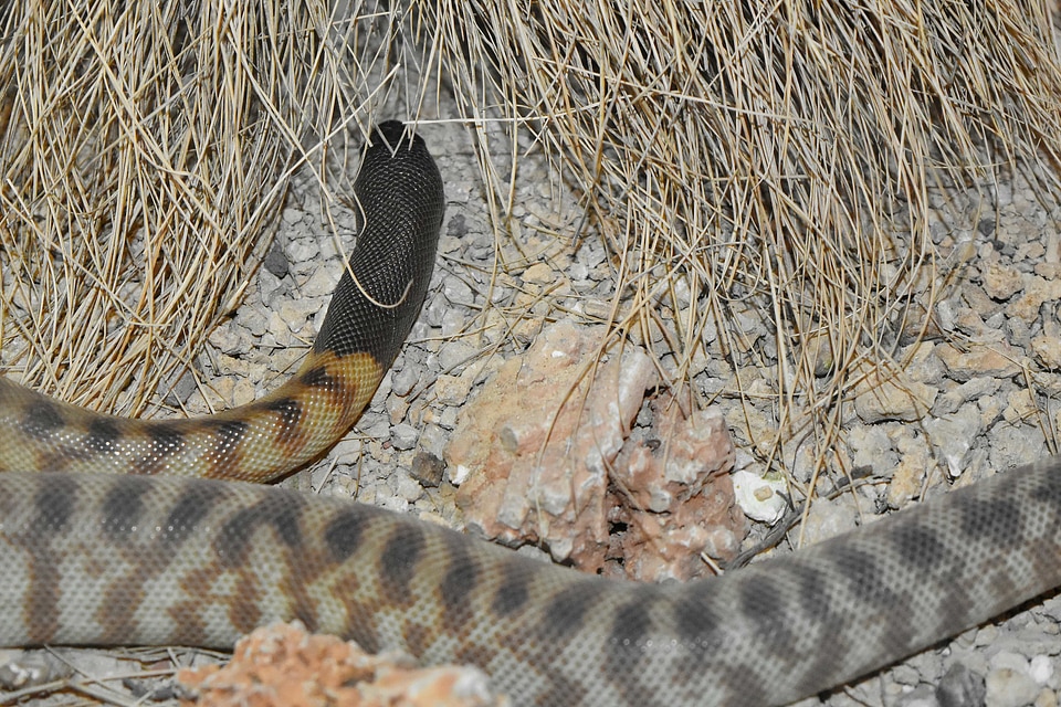 Animal cobra rattlesnake