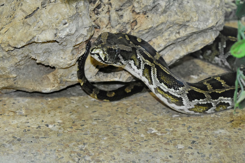 Reptile wildlife nature