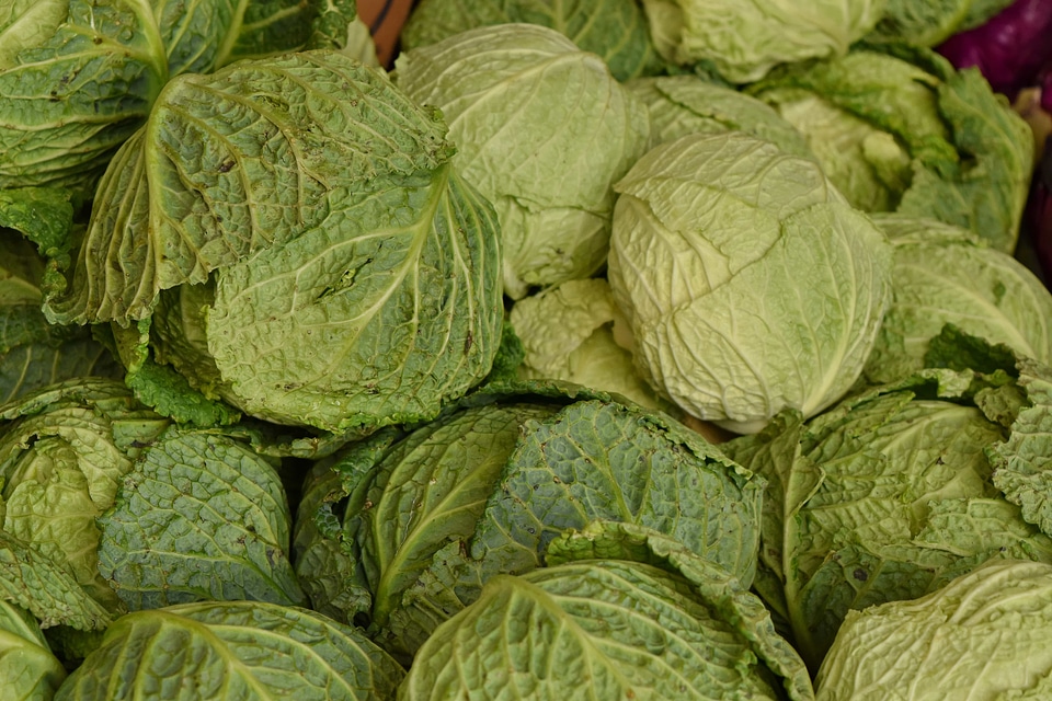 Green Leaves salad plant