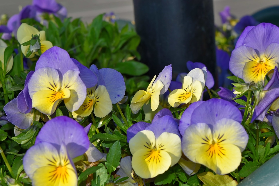 Petunia flora garden