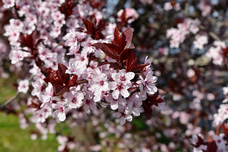 Branches plant shrub