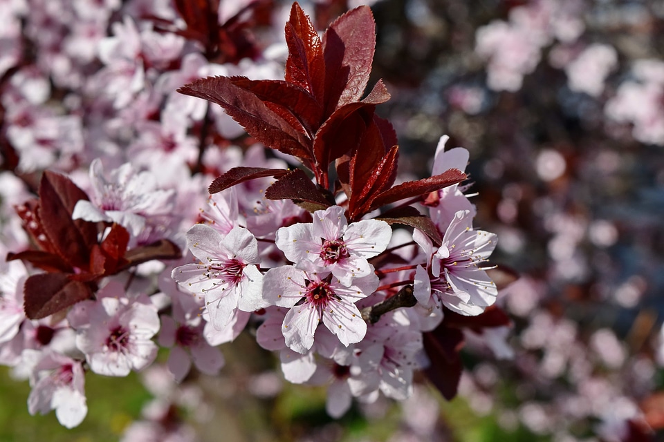 Flora shrub flower