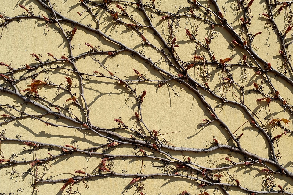 Tree branch nature