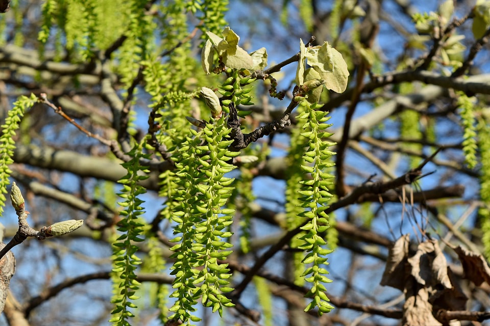 Tree forest plant