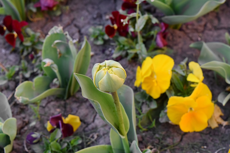 Flower Bud plant tulips