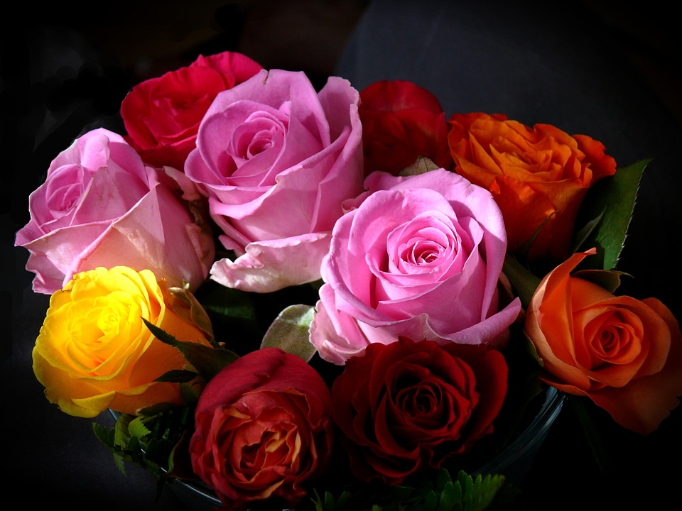 Beautiful rose bloom rose flower